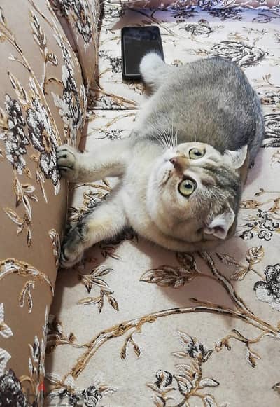 Scottish Fold Chinchilla للتزاوج 