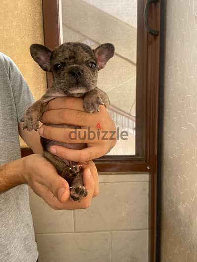 French bulldog puppy