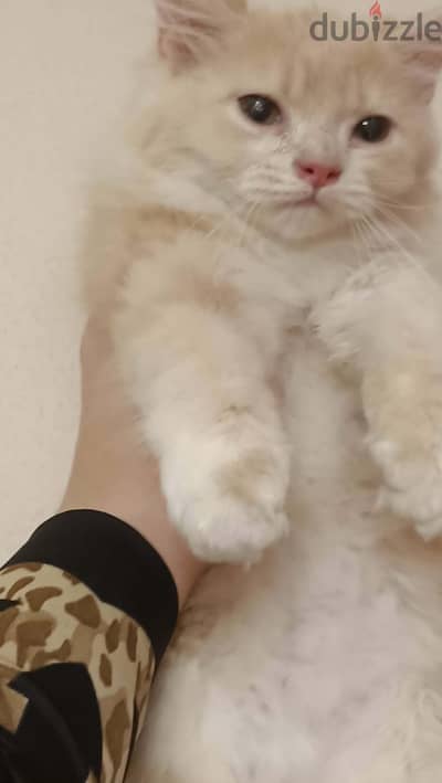 قطه شيرازى