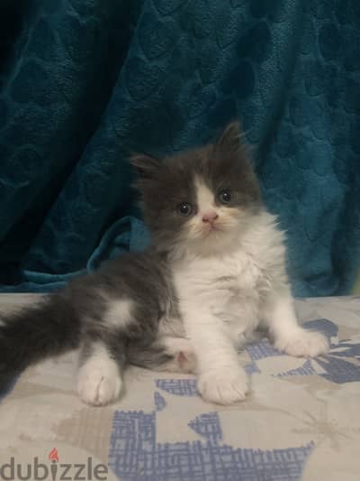 Persian female kitten قطة بنت شيرازي