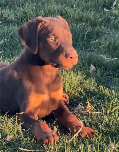 Doberman puppies with the high blood line _ دوبرمان بيور عمر ٥٠ يوم