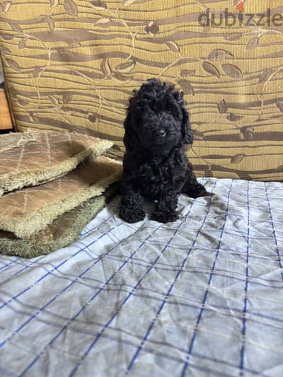 Toy poodle