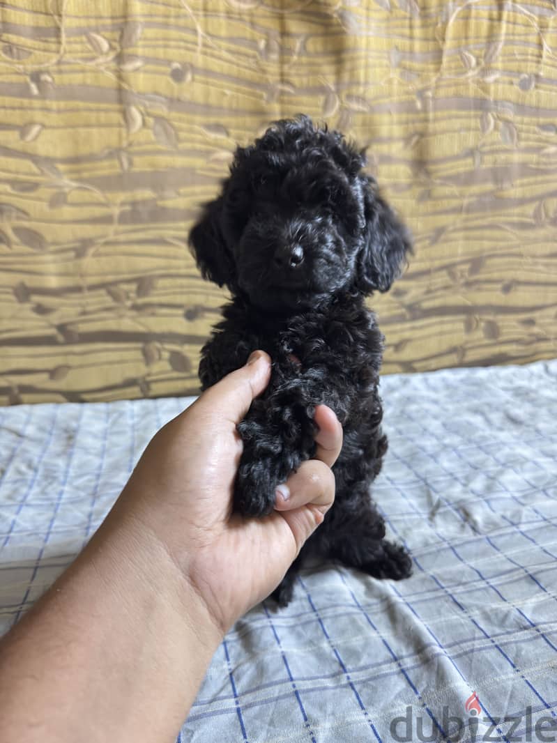 Toy poodle 1