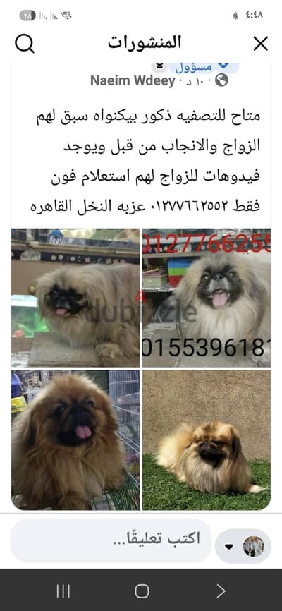 للتصفيه مجموعه ذكور بيكنواه