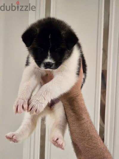 Akita puppies are here!!