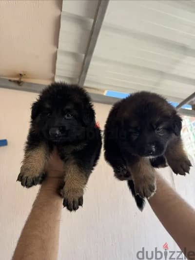 German shepherd puppies are here!!