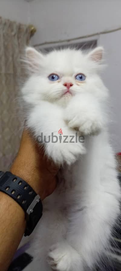 kitten sherazy bure 55 dayes boy