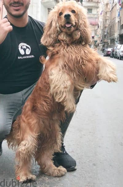 دكر كوكر للجواز فقط