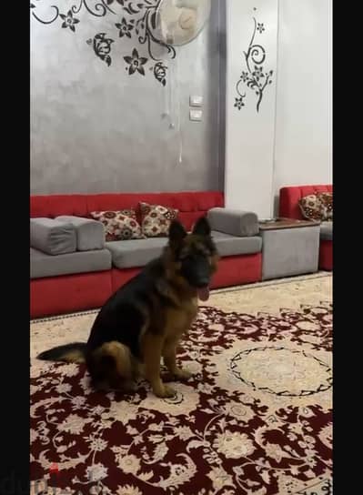 كلب للبيع