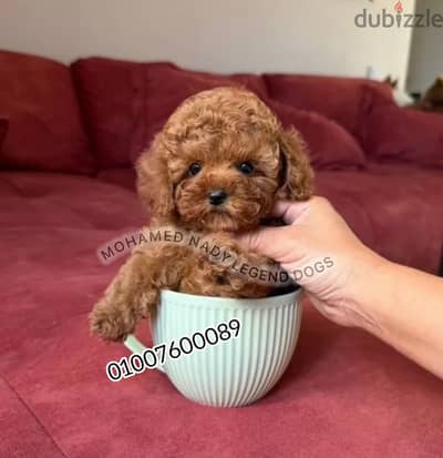 اجمل كلاب بودل تي كاب-Poodle teacup puppies