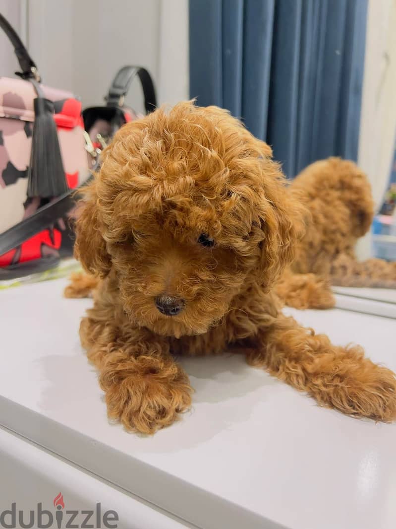 Teacup poodle 2