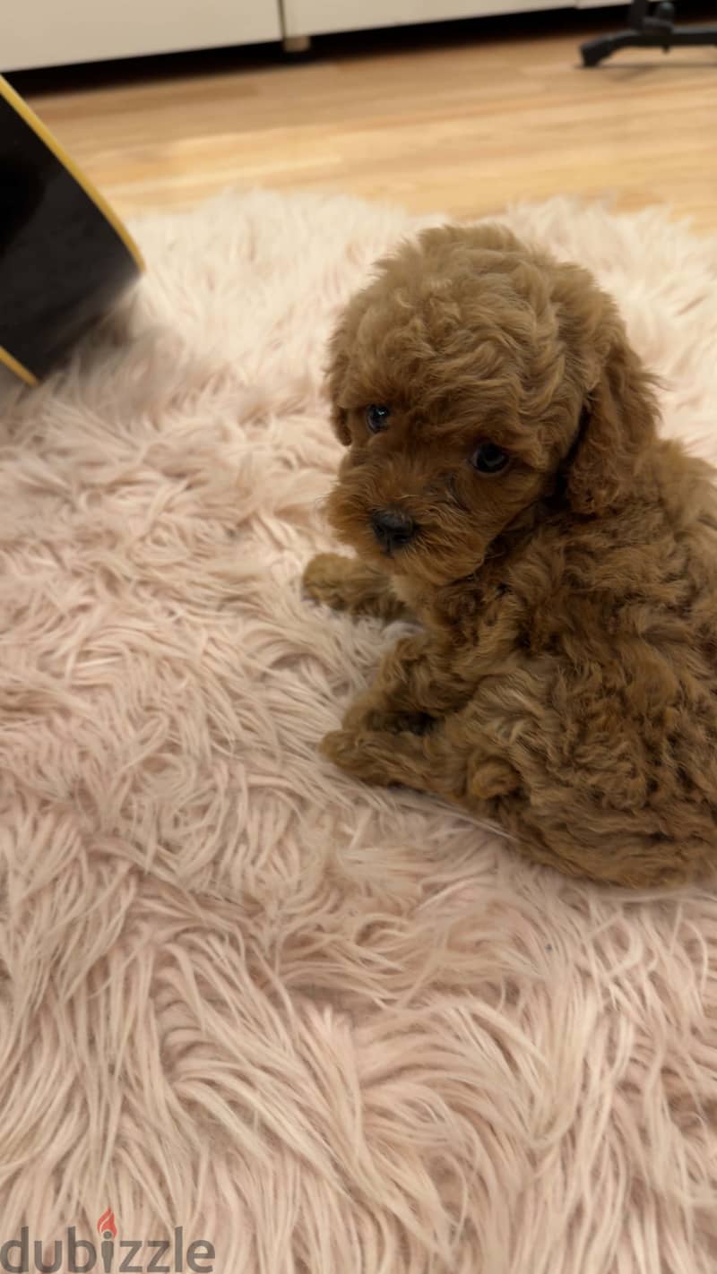 Teacup poodle 3