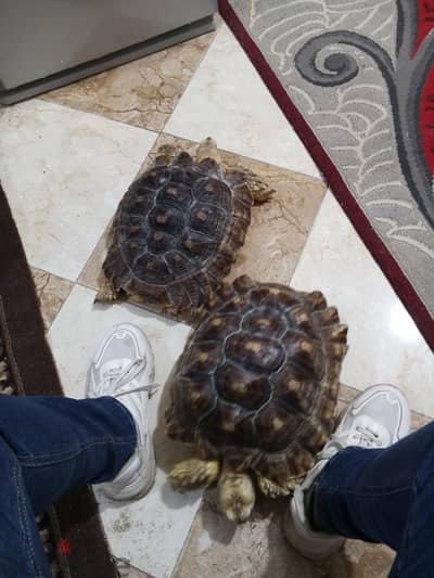سلاحف سولكاتا 50 سنتي