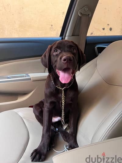 Labrador 6 months لابرادور