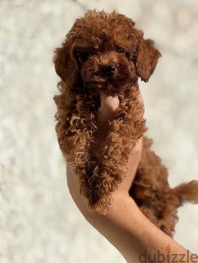 poodle puppy بودل بابي