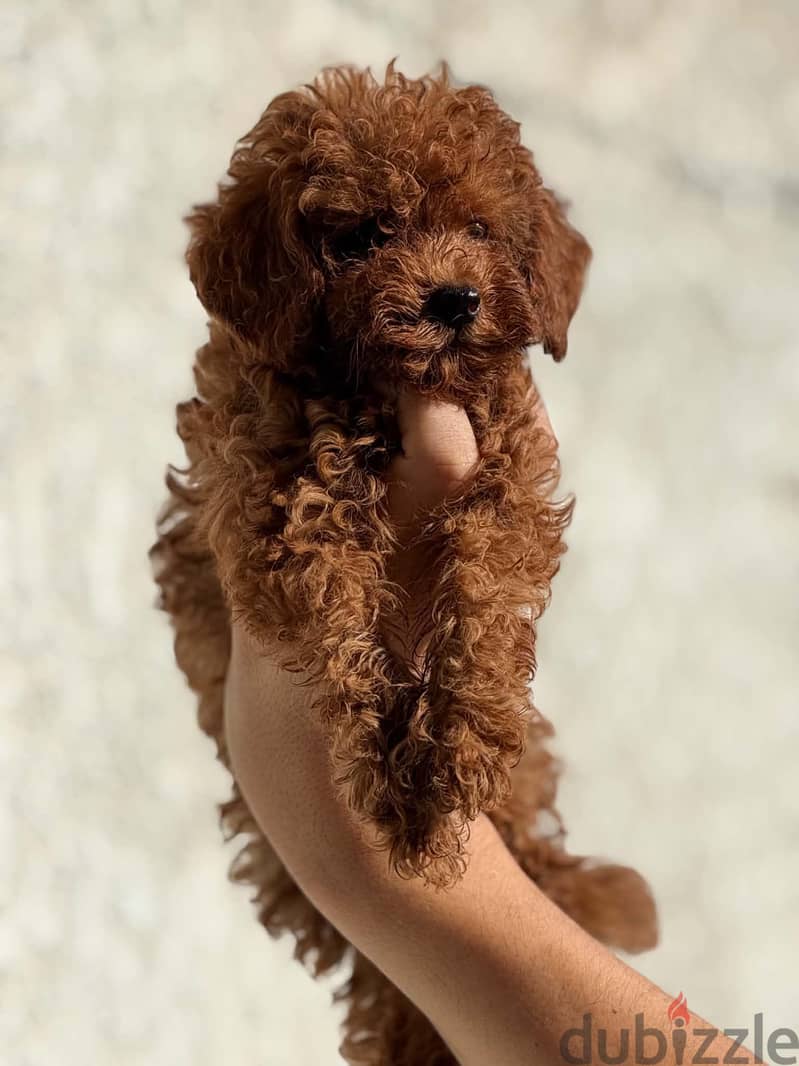poodle puppy بودل بابي 1