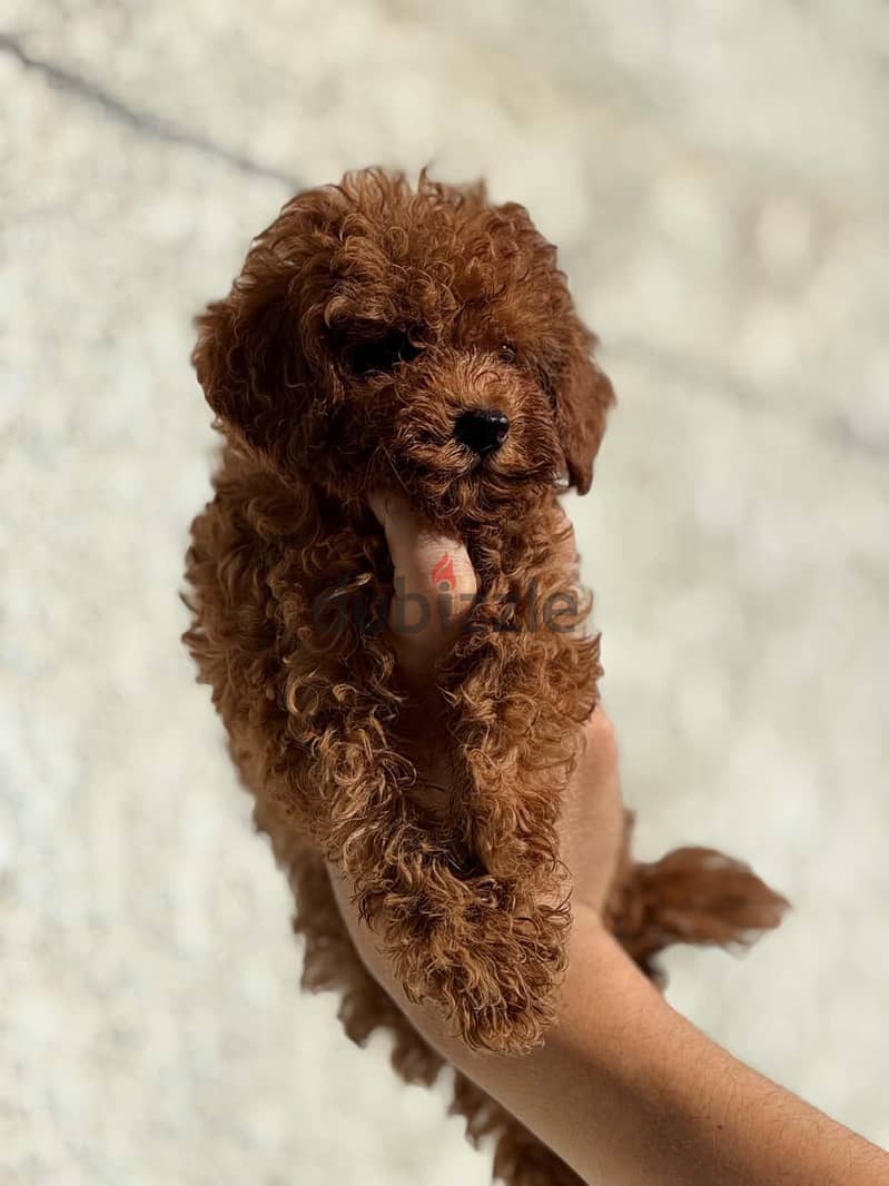 poodle puppy بودل بابي 2