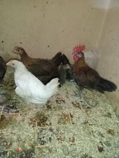 فراخ عمر 3 شهور ب 120 الجوز
