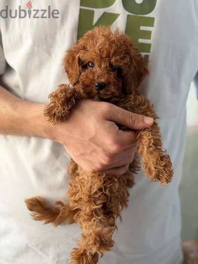toy poodle توي بودل