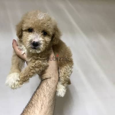 puppy maltipoo