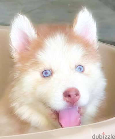 جراوي هاسكي للبيع لونج هير husky puppies 