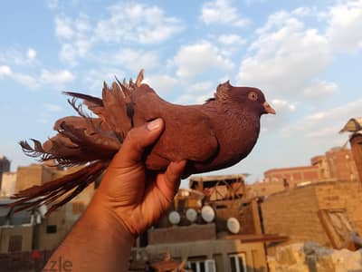 مجموعة حمام للبيع