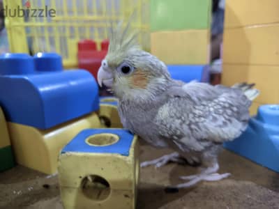 Hand-Fed Isabel (Cinnamon Pearl) Cockatiel Chick – 1 Month – Super T