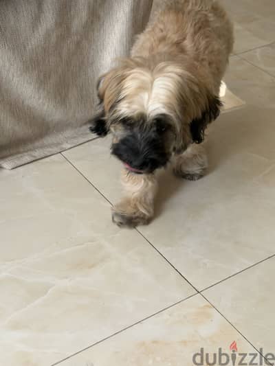 Shih tzu