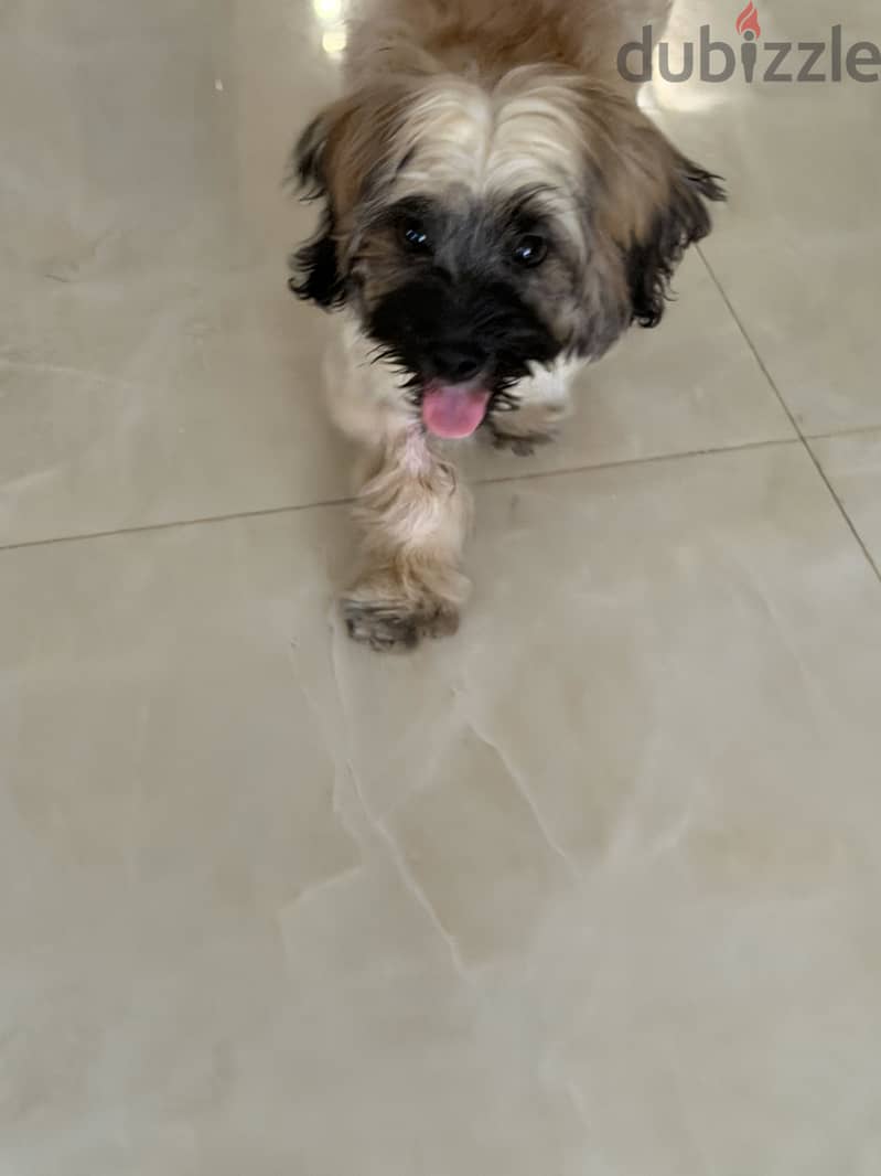 Shih tzu 1