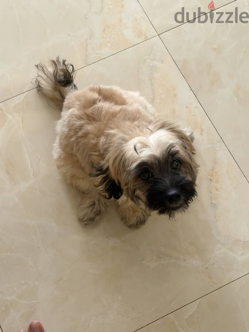 Shih tzu 2