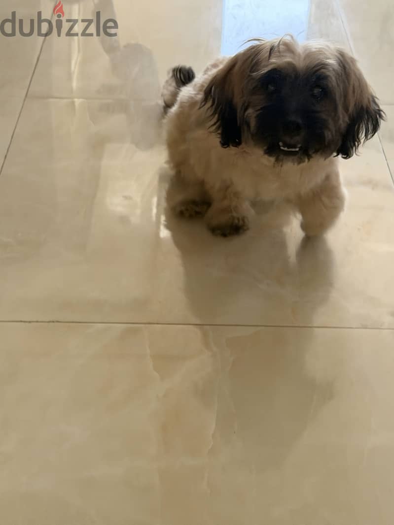 Shih tzu 3