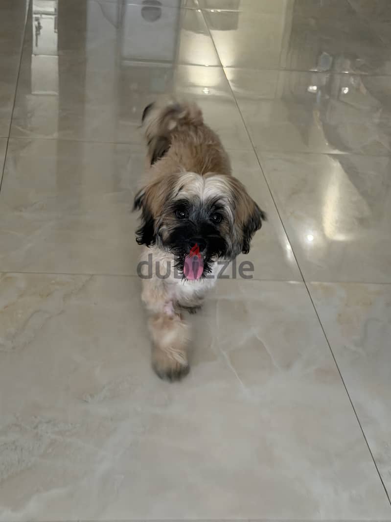 Shih tzu 4