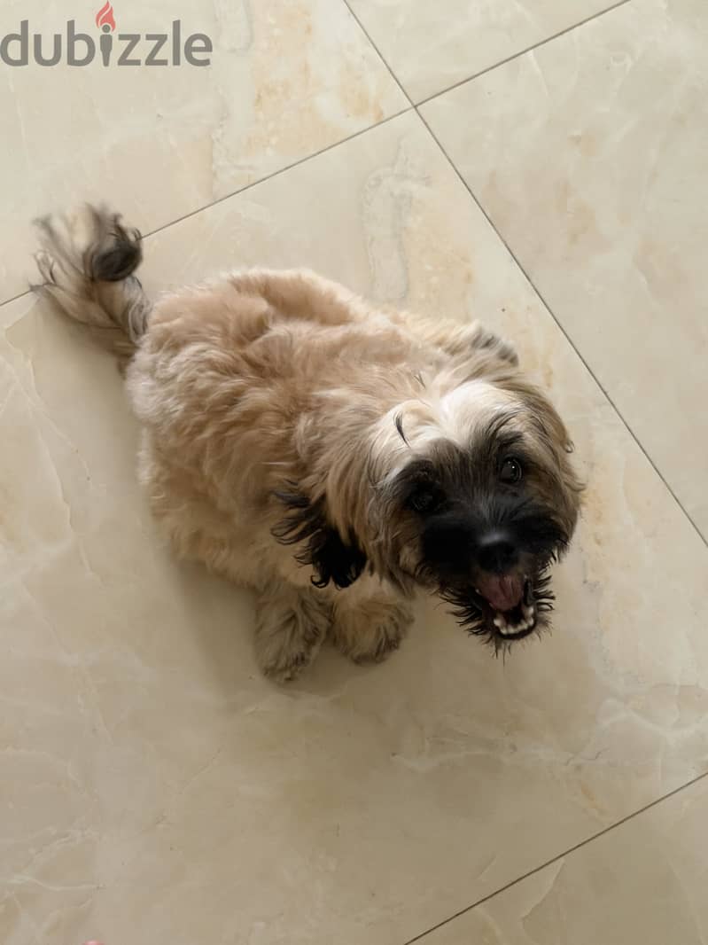 Shih tzu 5