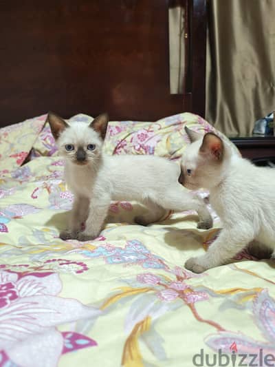pure siamese cat pure siamese cat