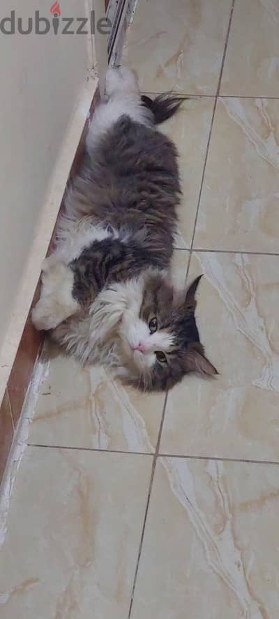 للتبني