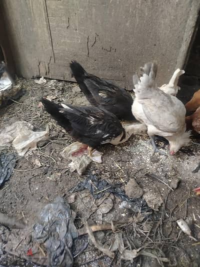 بط ناس وذكر بيضه