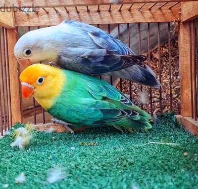قصوص فيشر وروز