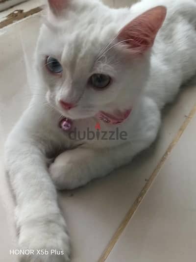 قط شيرازي