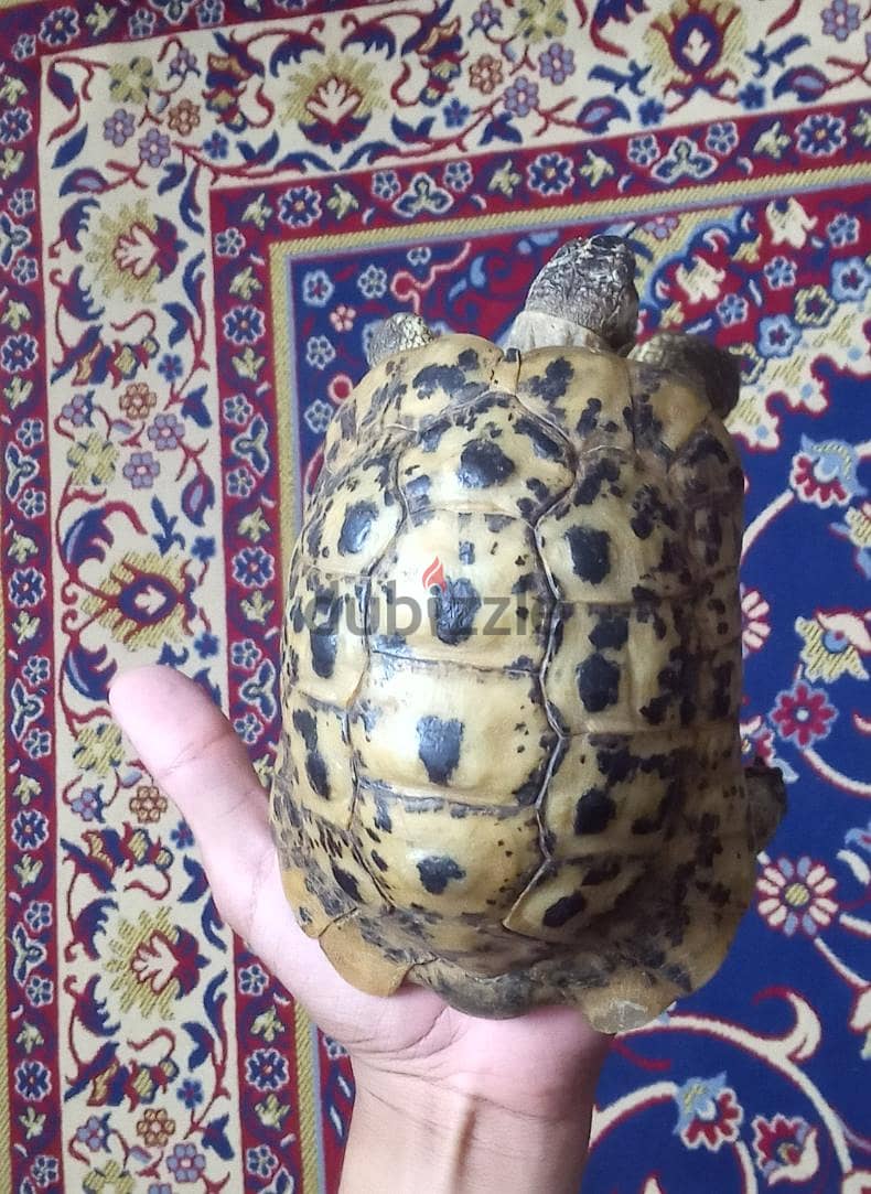 بيع سلحفه 1