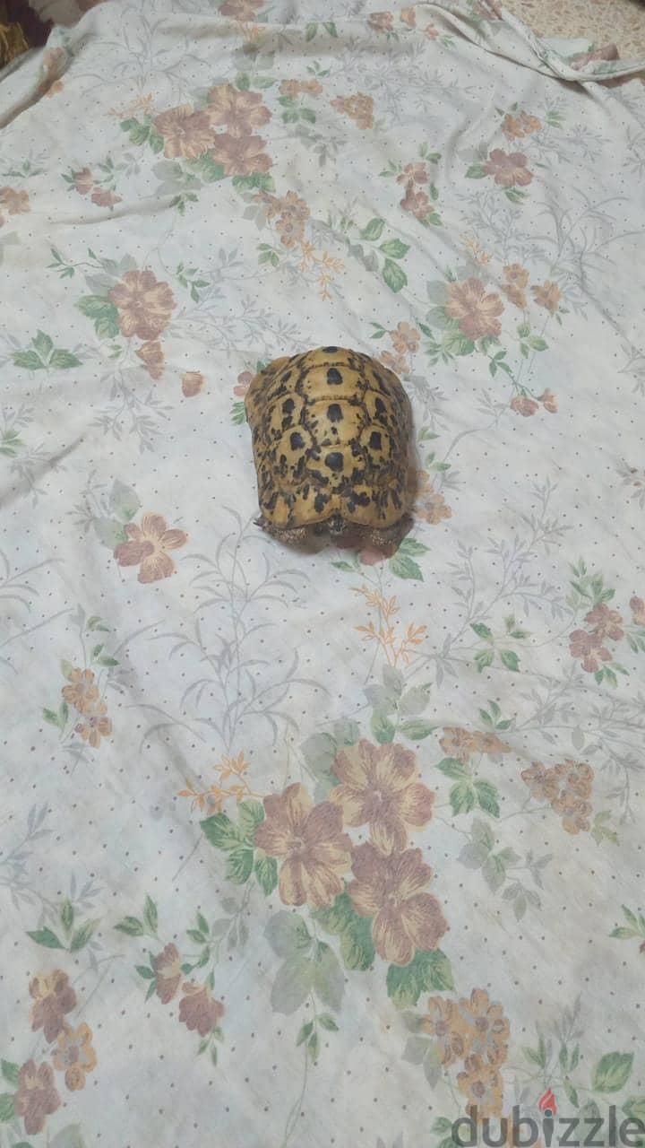 بيع سلحفه 2