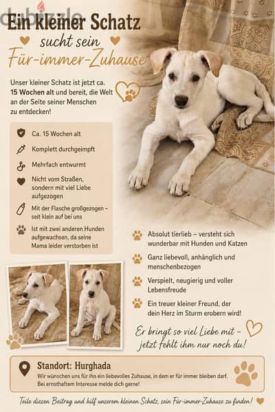 Puppy looks for forever home