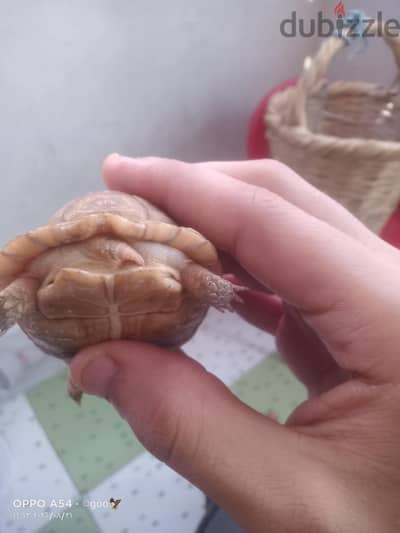 سلحفاة سولكاتا