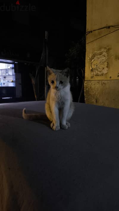 قط بلدي لعوب وهادئ
