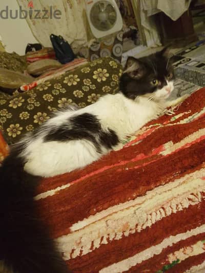 بيع قطه