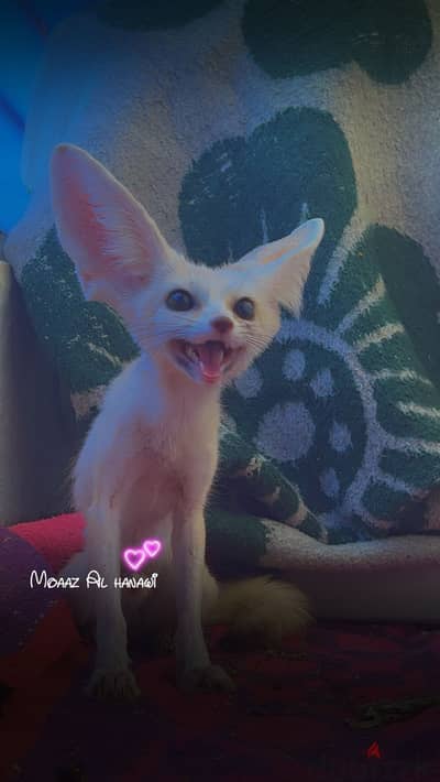 Fennec Companion 