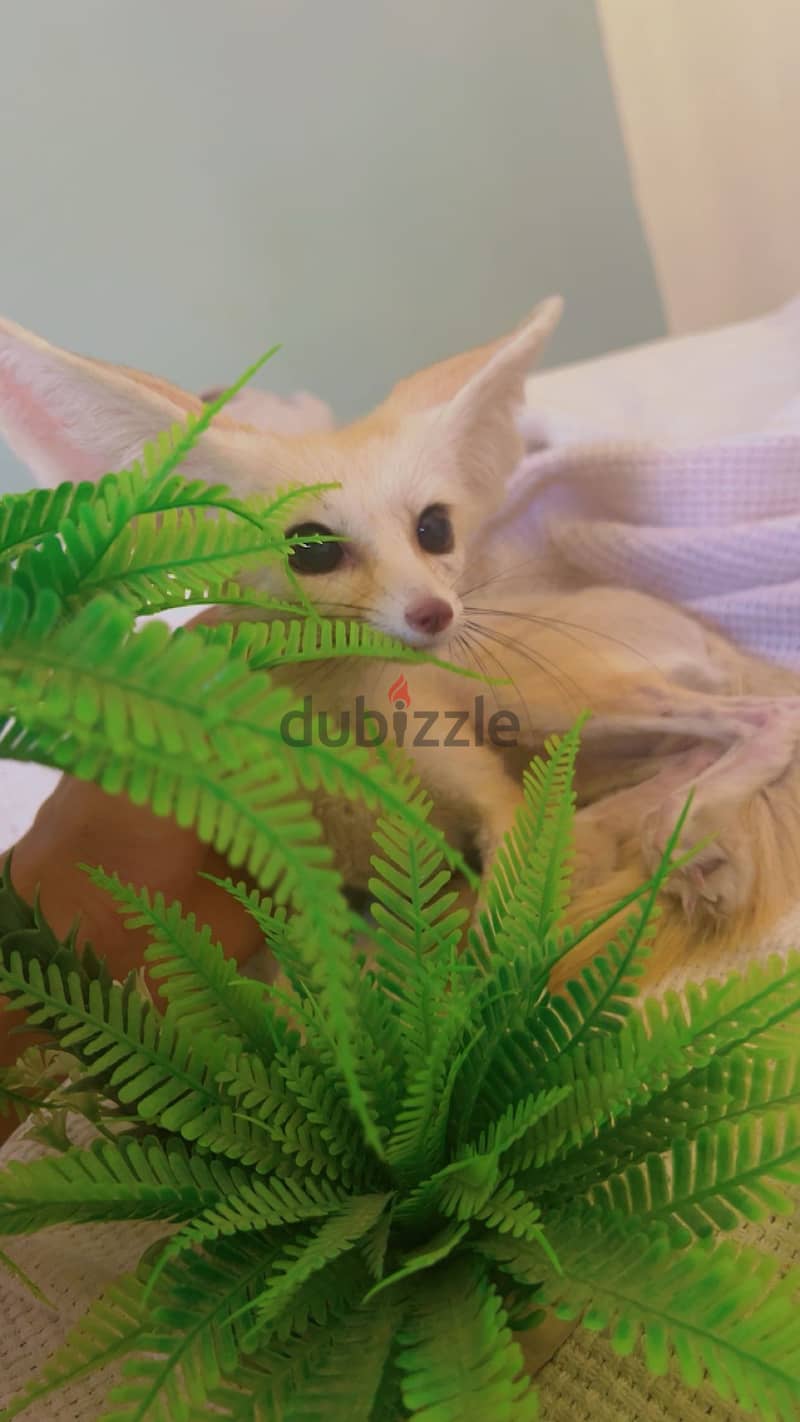 Fennec Companion  1