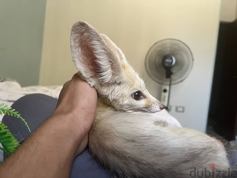Fennec Companion  2