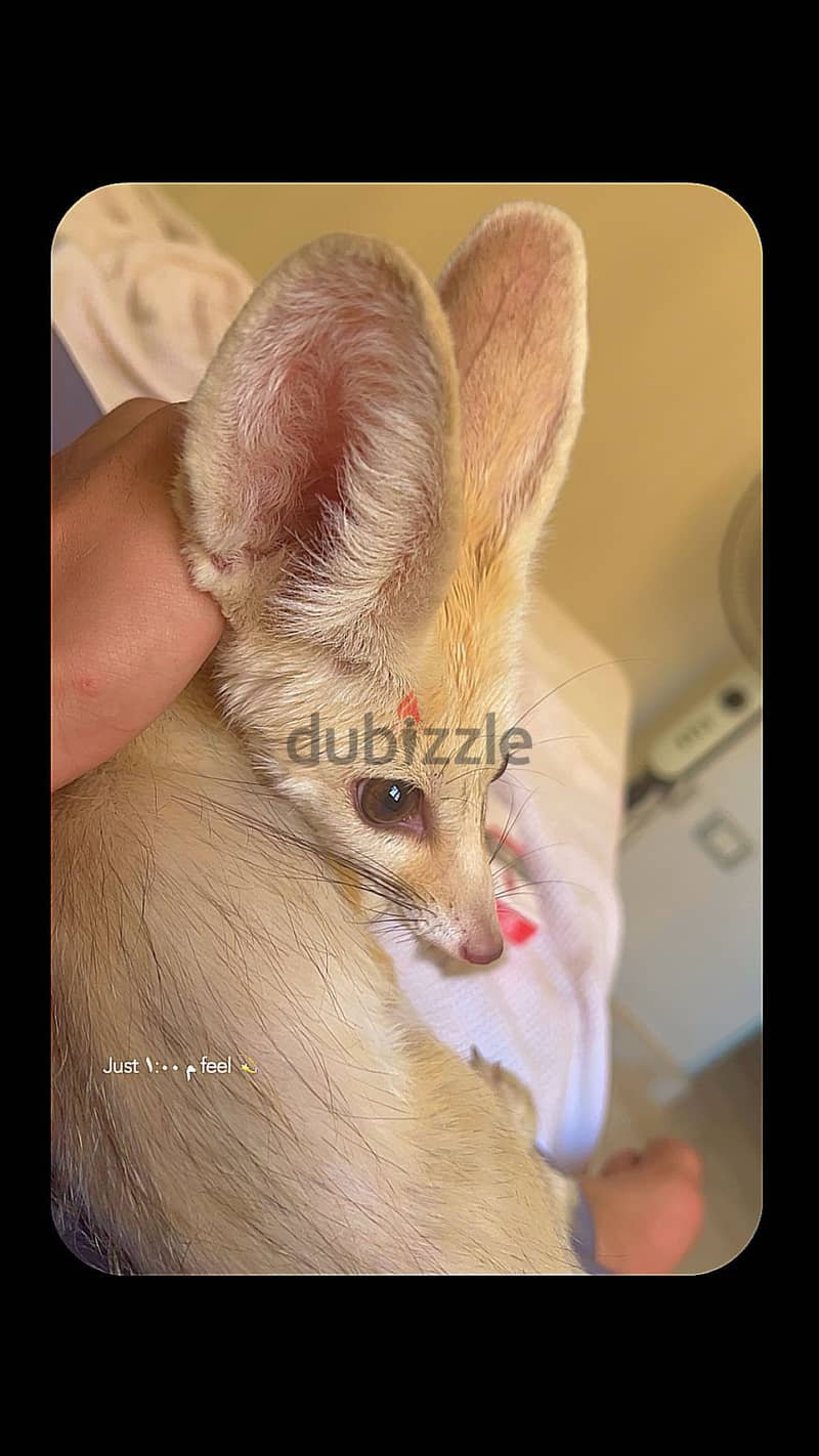 Fennec Companion  3