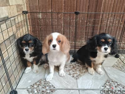 cavalier king Charles