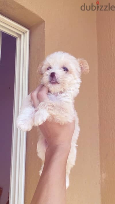 Maltipoo female teacup - اجمل بنوته مالتي بو تيي كب توب كواليتي